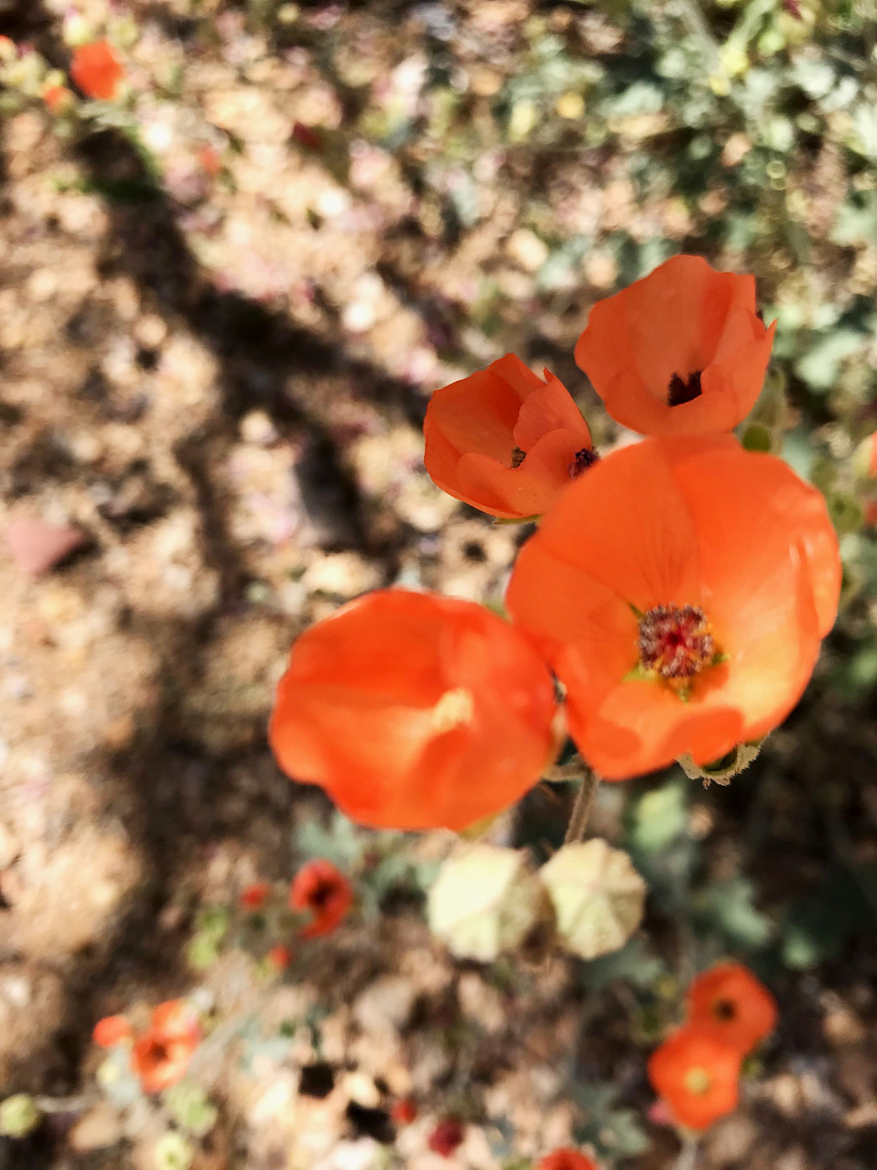 Wildflowers